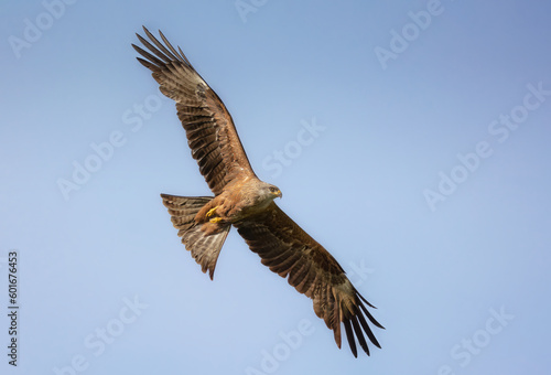 Black kite-Milvus migrans © Gabriel