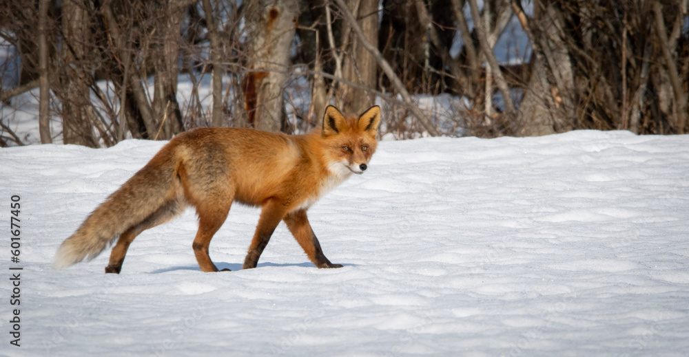 fox in the snow fox in the snow