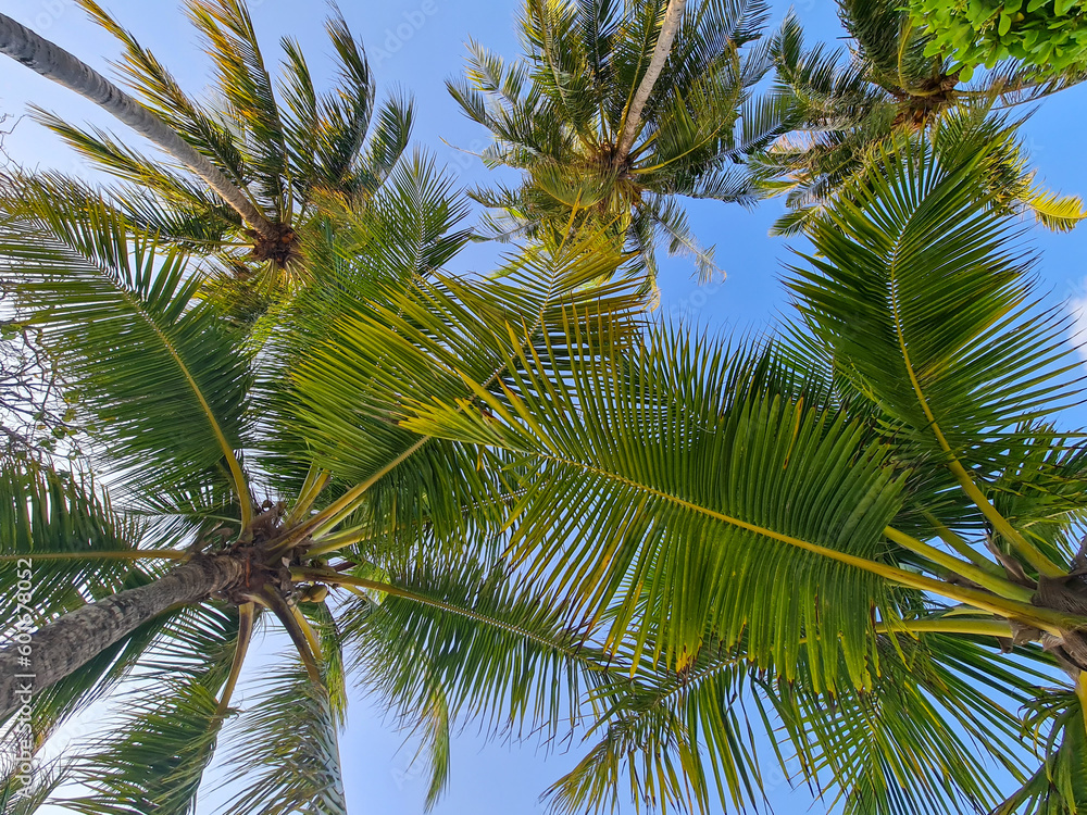 Beautiful and immersive view of the Maldives, with multiple palm trees with the point of view from under the palm trees looking up towards the canopy of leaves above.