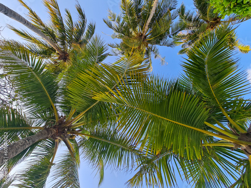 Beautiful and immersive view of the Maldives, with multiple palm trees with the point of view from under the palm trees looking up towards the canopy of leaves above.