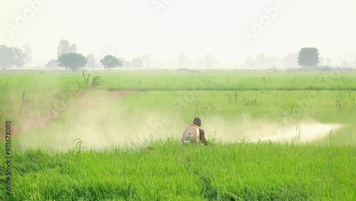 Farmers spraying pesticides in the rice field