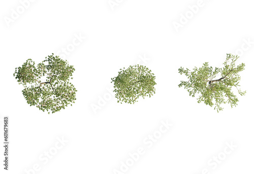 3d Plant Trees Top view Cutout PNG Malus Domestica