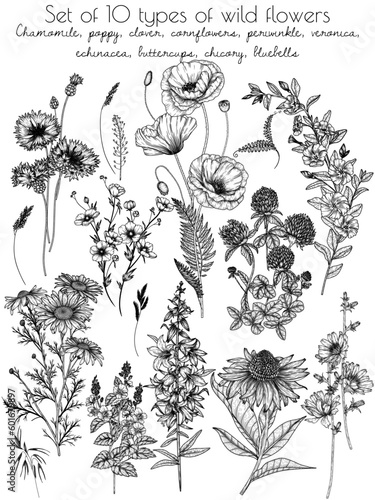 Fototapeta Naklejka Na Ścianę i Meble -  Set of 10 types of wild flowers. Chamomile, poppy, clover, cornflowers, periwinkle, veronica, echinacea, ranunculus, chicory, bluebells in engraving style