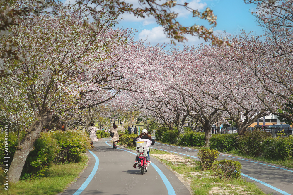 Cherry blossoms in full bloom in the park