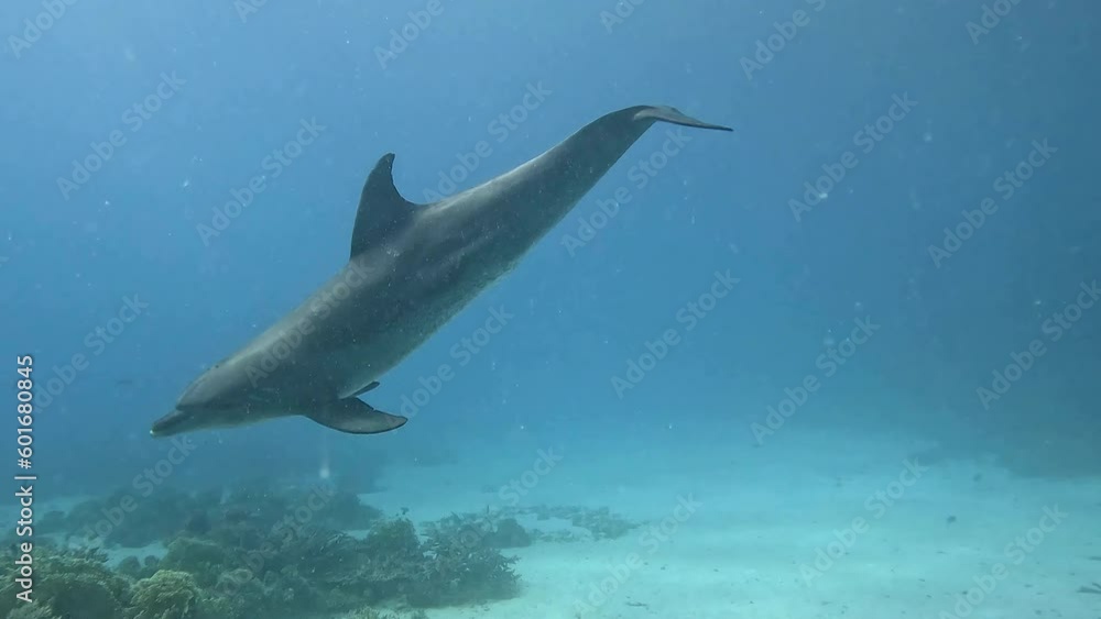 Dolphin swimming towards camera underwater with joyful movements at dolphin house near Hurgahda in Egypt. Dolphin swimming towards camera underwater with joyful movements at dolphin house near Hurgahda in Egypt.