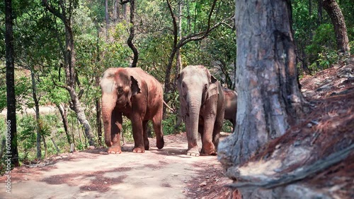 Asian elephant herd walking on hill dirt road in sunny tropical jungle. photo