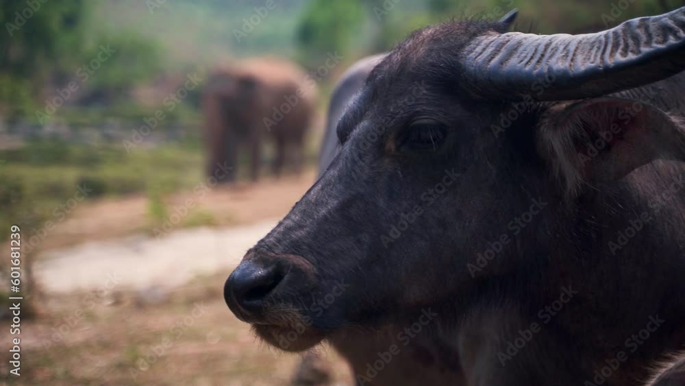 Water buffalo turning its horned head, asian elephants grazing behind. Water buffalo turning its horned head, asian elephants grazing behind.
