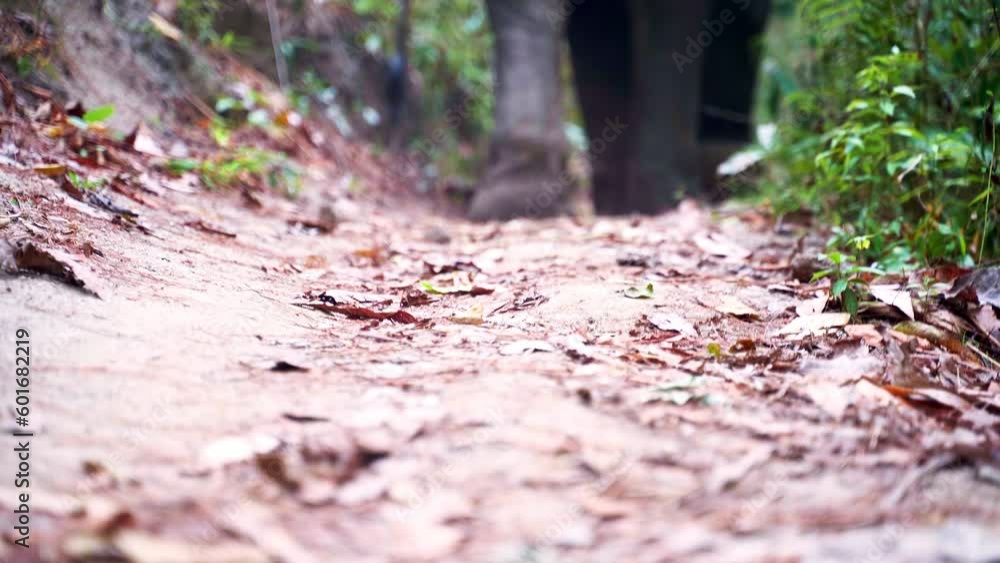 Feet and swinging tail of asian elephant walking on jungle dirt road. Feet and swinging tail of asian elephant walking on jungle dirt road.