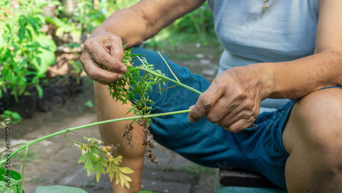 An Asian mom cuts the Cosmos caudatus K. leaves