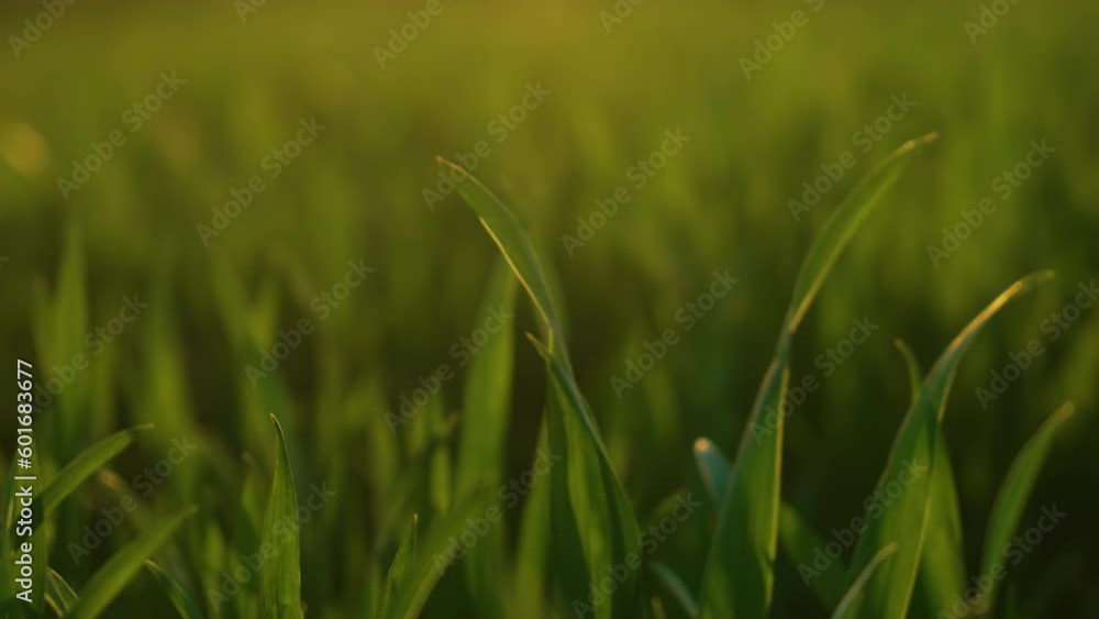 Young shoots of wheat in crop fields close-up at sunset. Work in agronomic farm for making business and production organic eco bio food Young shoots of wheat in crop fields close-up at sunset. Work in agronomic farm for making business and production organic eco bio food