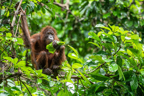 Orangutan in Borneo living in the wild are always on trees. They almost never touch the ground.  © Sven Taubert