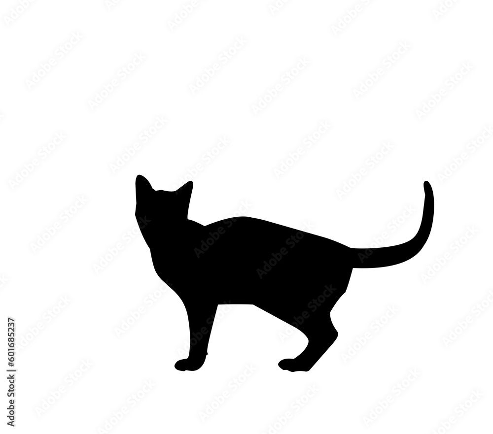 silhouette of a cat