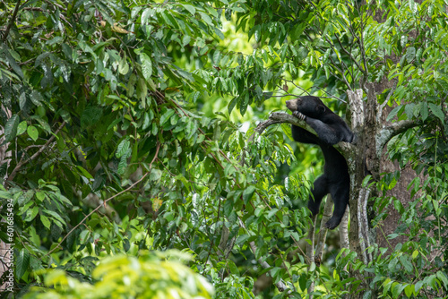Sun bear in the wild sleeping on a tree in Borneo Malaysia photo