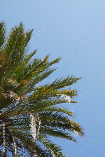 palm leaves against sky © Juan Antonio 