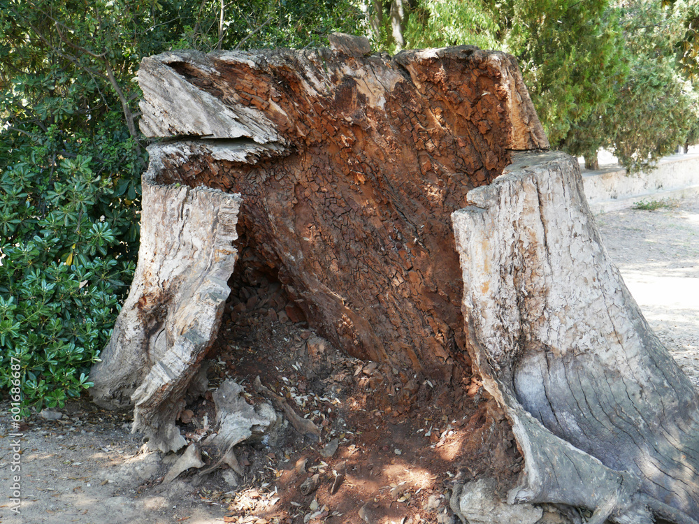 Fototapeta premium Huge tree trunk, practically empty inside.