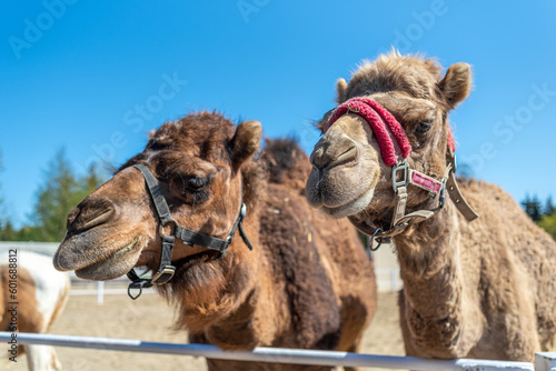 Two brown humped camels behind the hedge pull their snouts.
