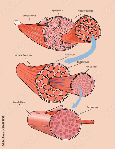illustration of skeletal muscle anatomy