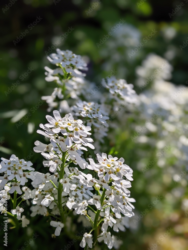 Iberis, Schleifenblume, Blume, weiß, Polsterblume, Blüte Mai, Garten, Beet, Bodendecker, winterhart Iberis, Schleifenblume, Blume, weiß, Polsterblume, Blüte Mai, Garten, Beet, Bodendecker, winterhart