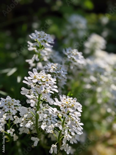 Iberis, Schleifenblume, Blume, weiß, Polsterblume, Blüte Mai, Garten, Beet, Bodendecker, winterhart