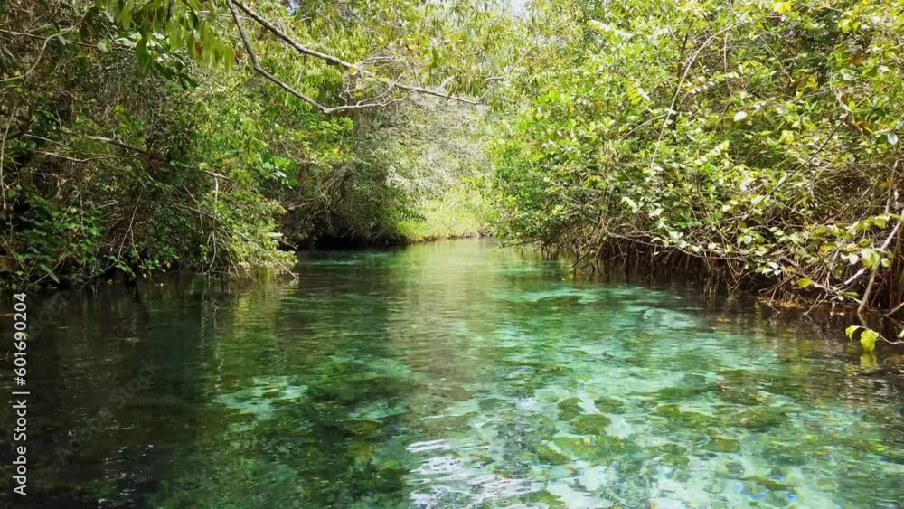 Drone flying at low altitude over emerald waters of Caño Frio river in mangrove forest, Samana in Dominican Republic. Aerial forward Drone flying at low altitude over emerald waters of Caño Frio river in mangrove forest, Samana in Dominican Republic. Aerial forward