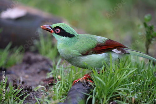 Bornean green magpie (Cissa jefferyi) in Sabah, Borneo, Malaysia photo