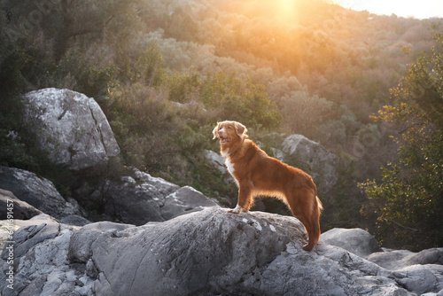 The dog stands in stone on the mountains and looks. Nova Scotia duck retriever in nature, on a journey. Hiking with a pet