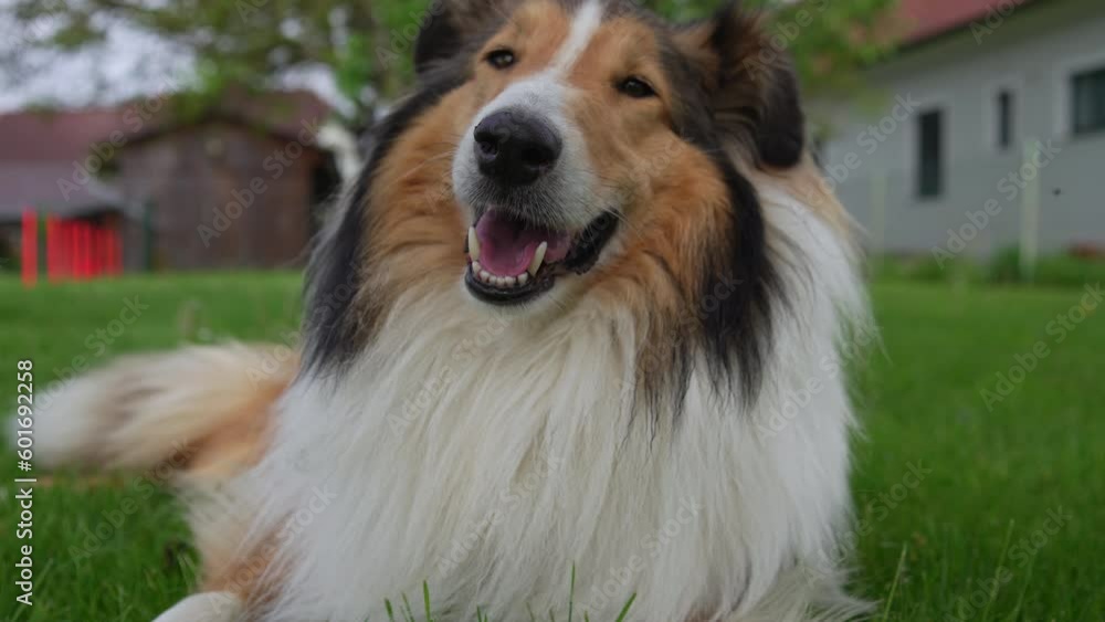 Slow-Motion Close-up of Rough Collie (Scottish Shepherd) lying on meadow and enjoying the sun. (4K Resolution) Slow-Motion Close-up of Rough Collie (Scottish Shepherd) lying on meadow and enjoying the sun. (4K Resolution)
