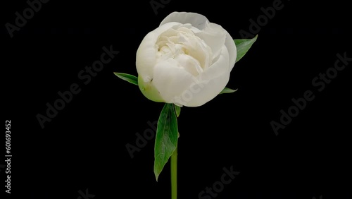 4K Time Lapse of blooming white Peony flower isolated on black background. Timelapse of Peony petals close-up. Time-lapse of big flower opening. photo