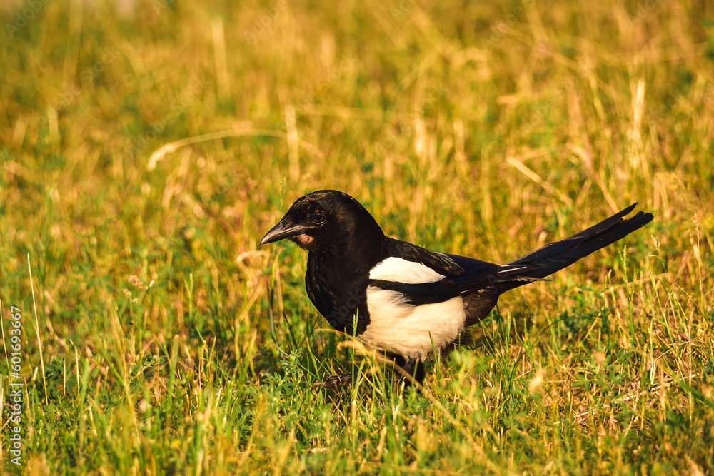 Portrait of a cute wild bird. Magpie on the green spring grass. Photo with a shallow depth of field. Portrait of a cute wild bird. Magpie on the green spring grass. Photo with a shallow depth of field.