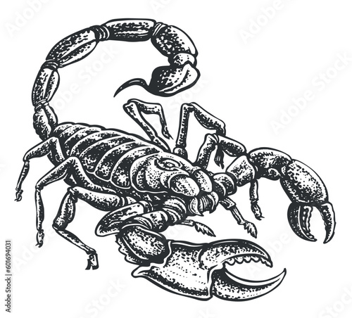 Scorpion with venomous sting. Hand drawn animal in vintage engraving style. Sketch vector illustration