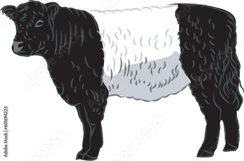 Belted Galloway  cattle - vector illustration photo