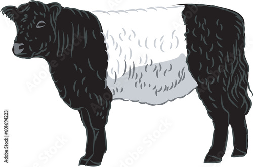 Belted Galloway  cattle - vector illustration