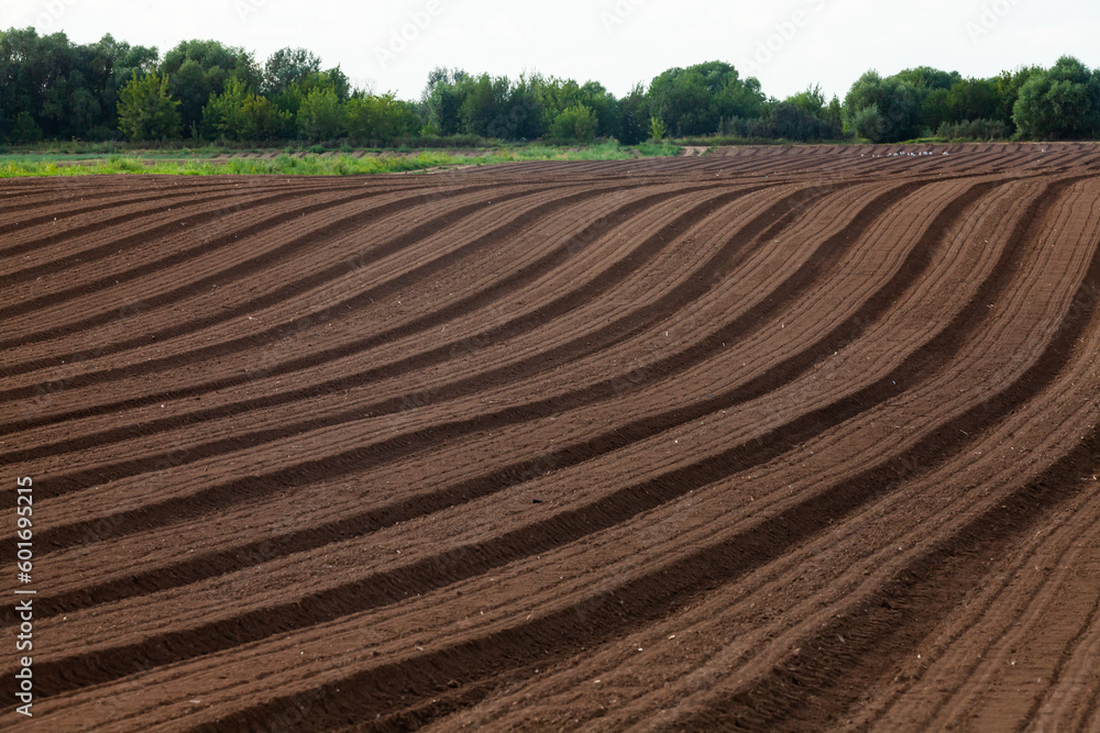 Plowing field of brown ground.