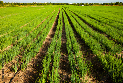 Green onion field in sunset. low depth of field.