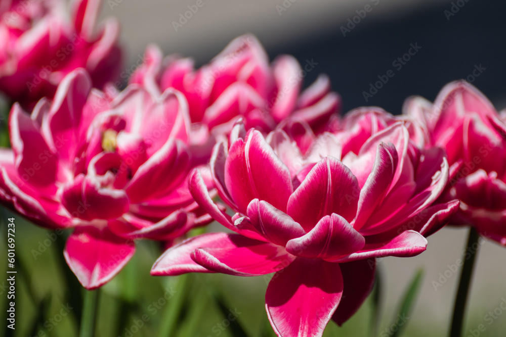 Obraz premium Pink with white decorative tulips flowers blooming, sunny spring flowerbed close-up with blurred green background