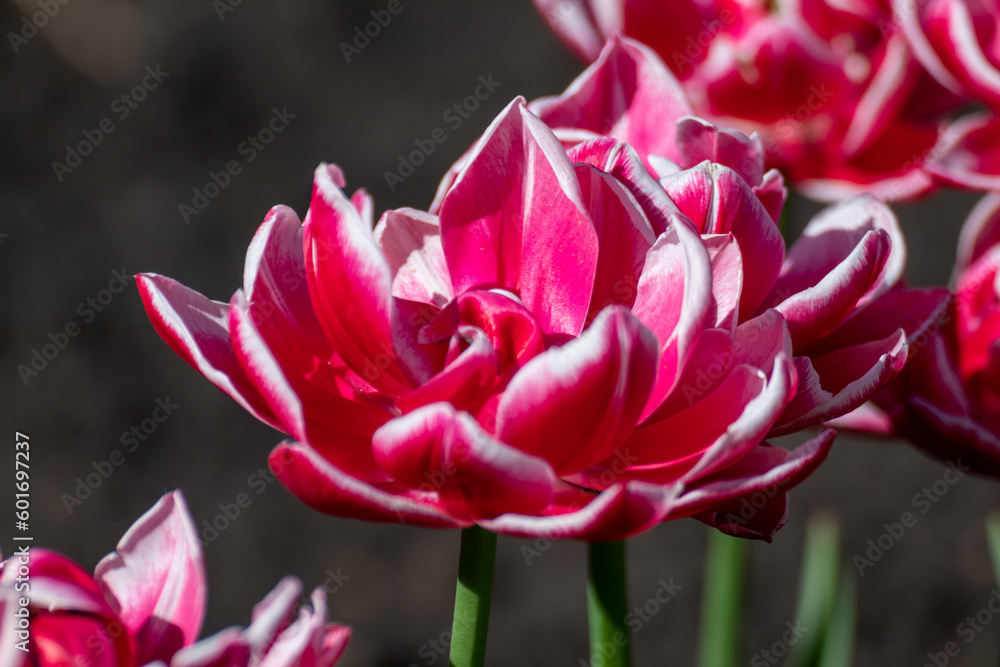 Pink with white decorative tulips flowers with greenery, sunny spring flowerbed close-up with blurred green background