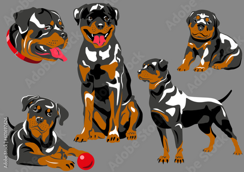 Vector image of Rottweiler breed, five positions 
