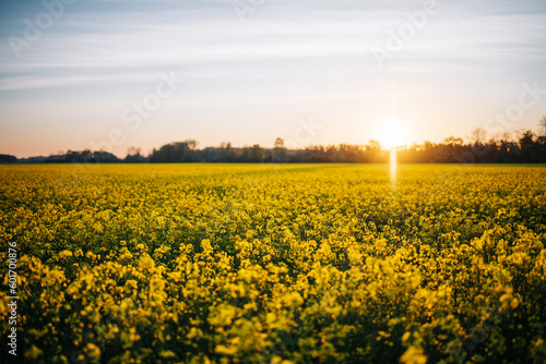 Rapsfeld beim Sonnenaufgang