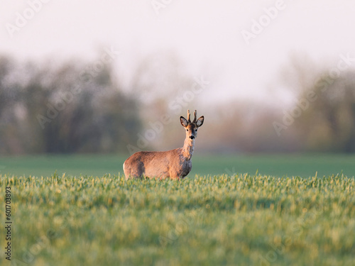 Roe deer stay on a green wheat field. Looking at camera