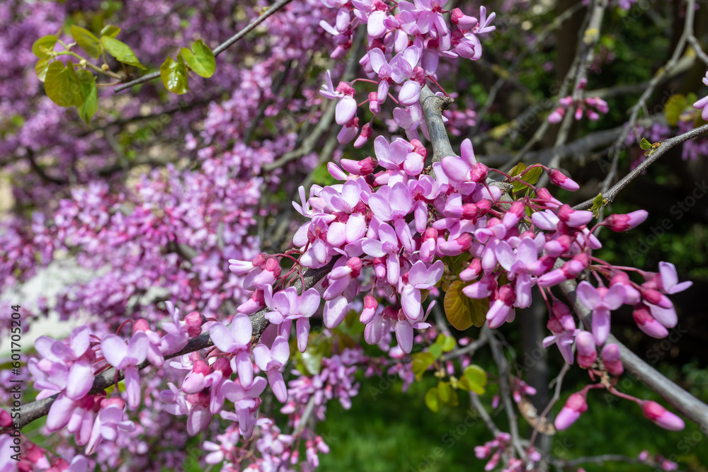 Beautiful pink Cercis siliquastrum tree blooming in park on sunny day. Cercis siliquastrum, commonly known as the Judas tree or Judas-tree. Czech Republic