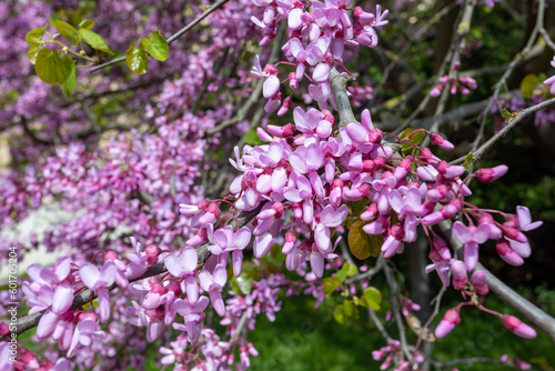 Beautiful pink Cercis siliquastrum tree blooming in park on sunny day. Cercis siliquastrum, commonly known as the Judas tree or Judas-tree. Czech Republic