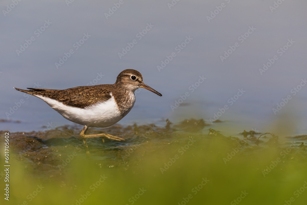 Obraz premium Common sandpiper