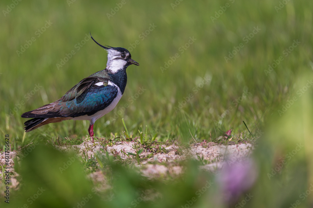Obraz premium Northern lapwing