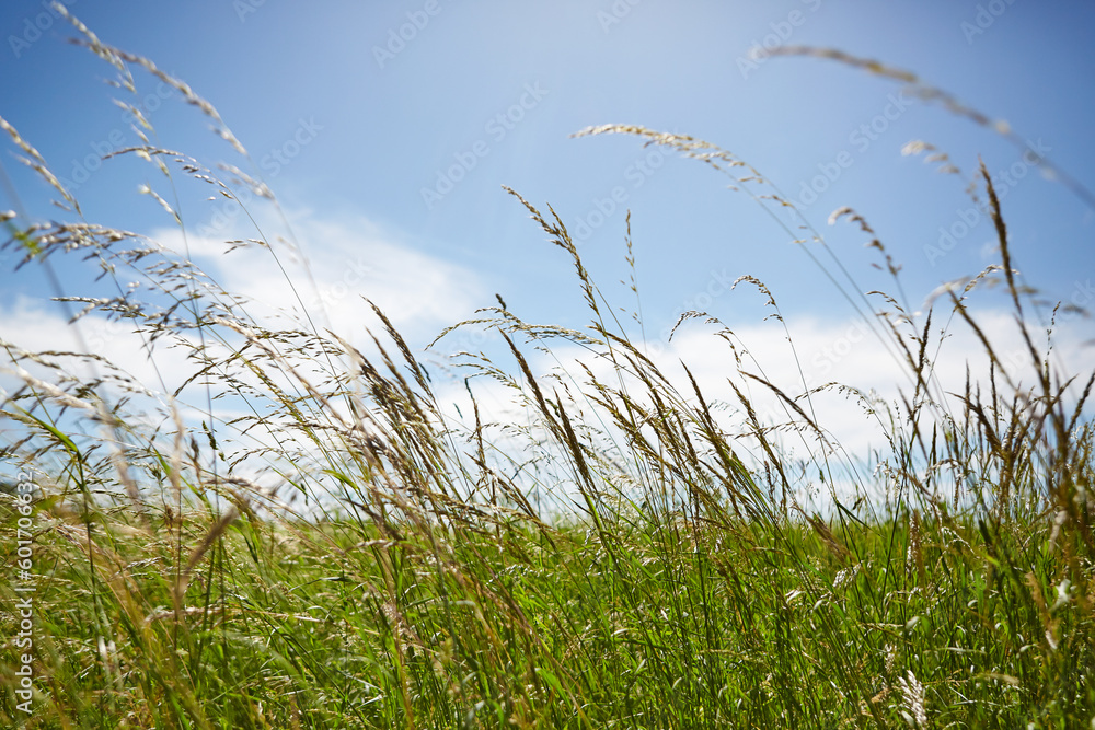 Obraz premium Ich liege in der Sonne auf der Wiese und schaue in den blauen Himmel