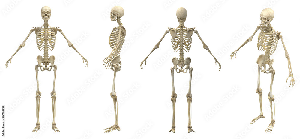 Human skeleton - obrazy, fototapety, plakaty 