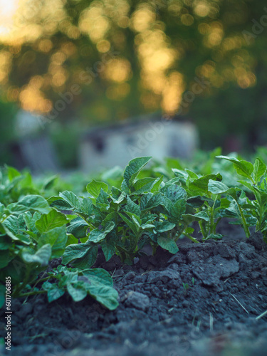 Potatoes on the background of bright rays. Potatoes on a bed in the sun, growing potatoes in your own garden. Green fresh potatoes in the garden. Potato leaves on a natural bright background.