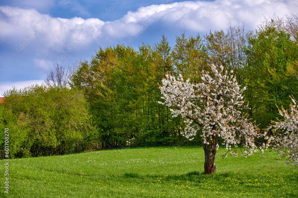 Naklejka premium Blühender Kirschbaum in grüner Wiese vor grünen Bäumen, Fränkische Schweiz, Deutschland