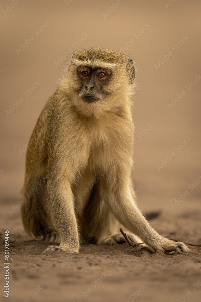 Vervet monkey sitting on sand watching camera