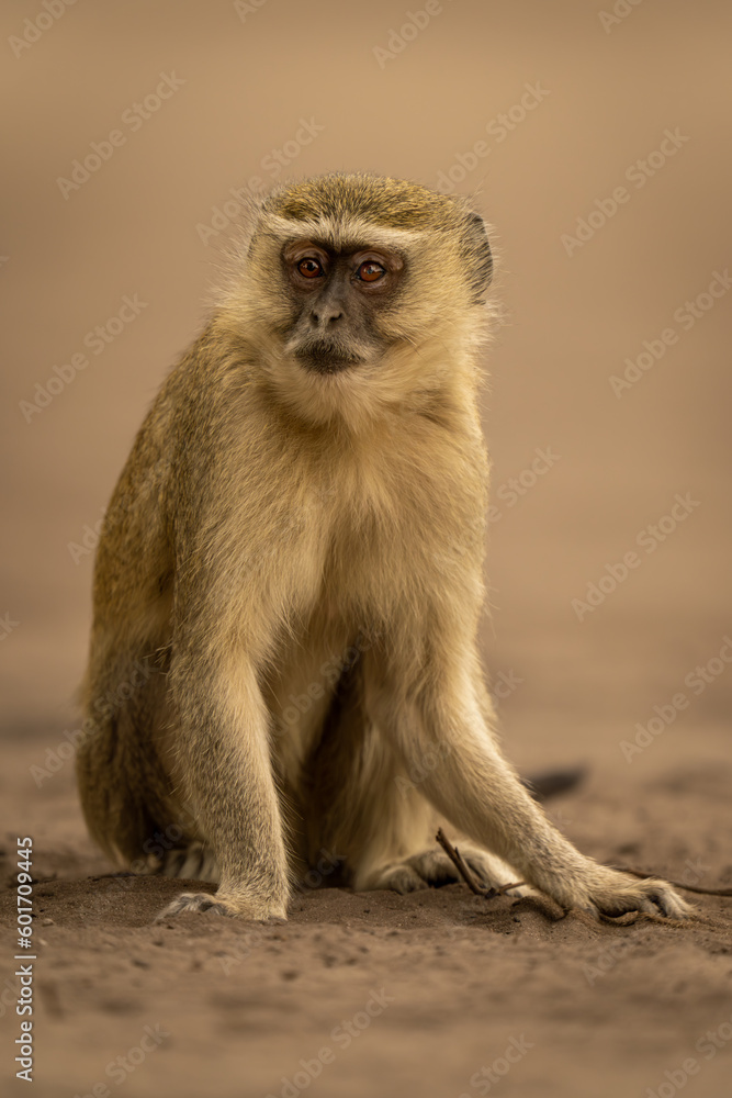 Vervet monkey sitting on sand watching camera Vervet monkey sitting on sand watching camera