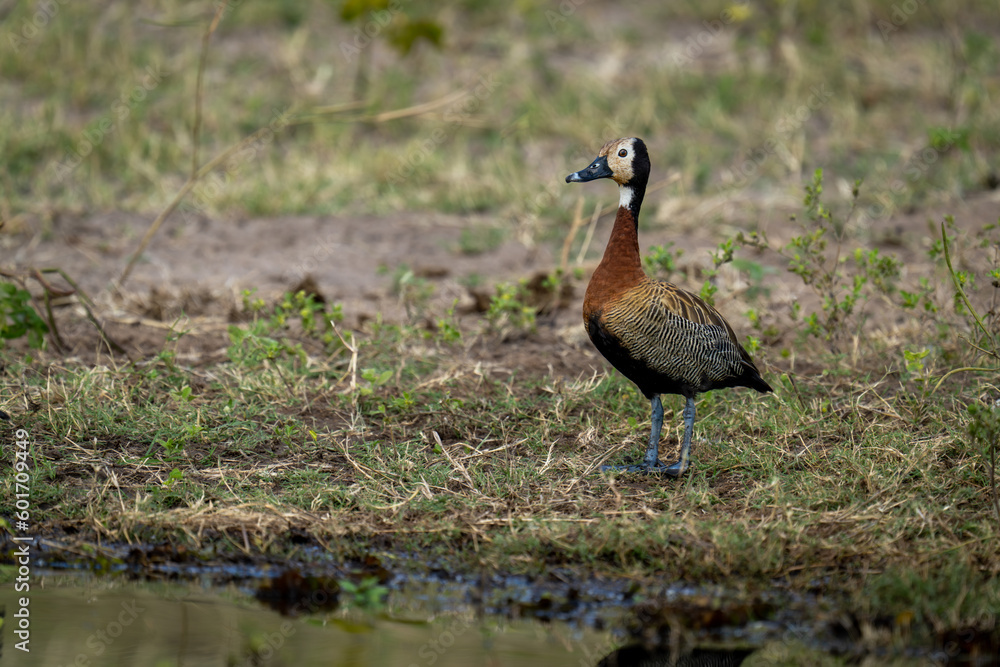 White-faced whistling-duck stands on riverbank watching camera White-faced whistling-duck stands on riverbank watching camera